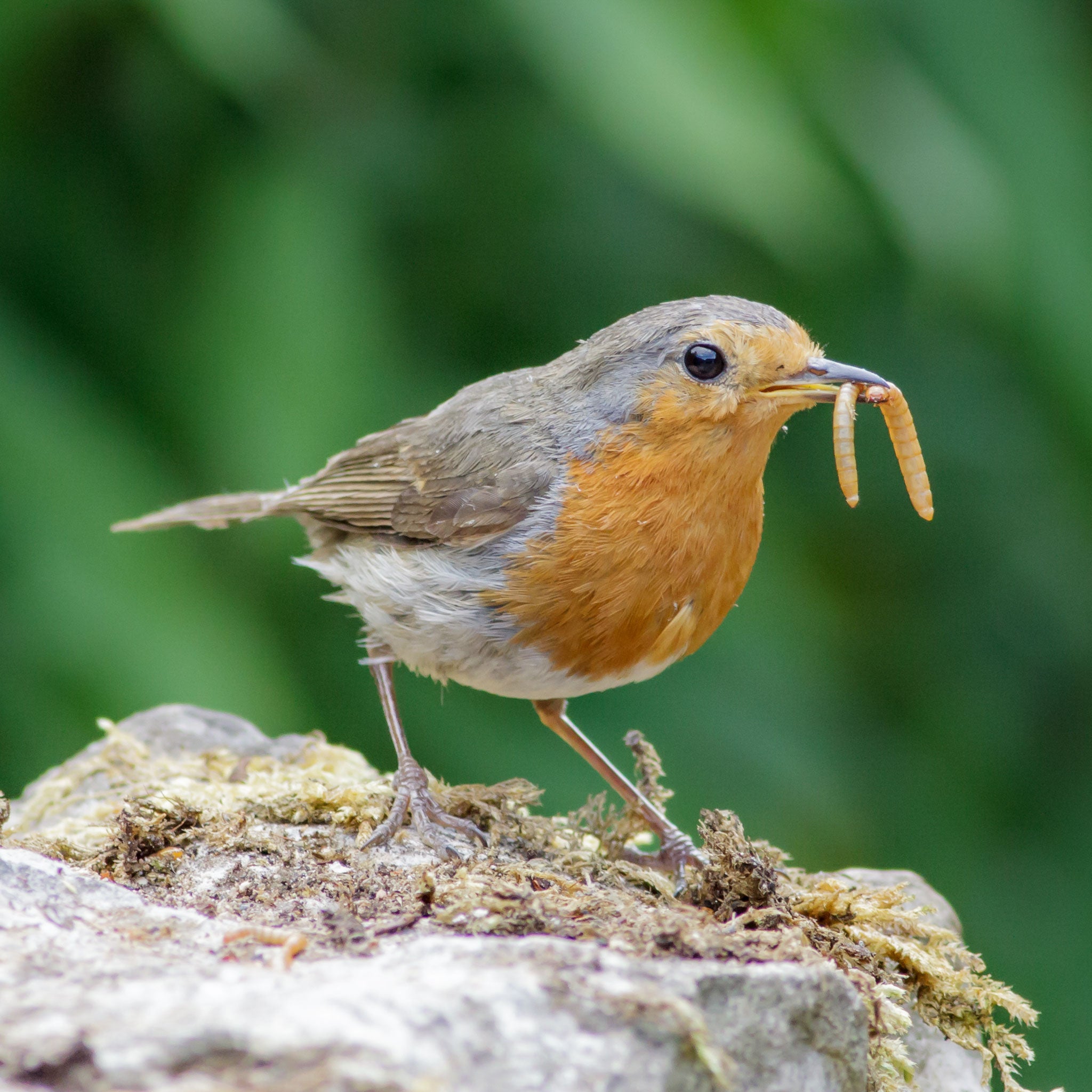 Robin with 2 mealworms in beak