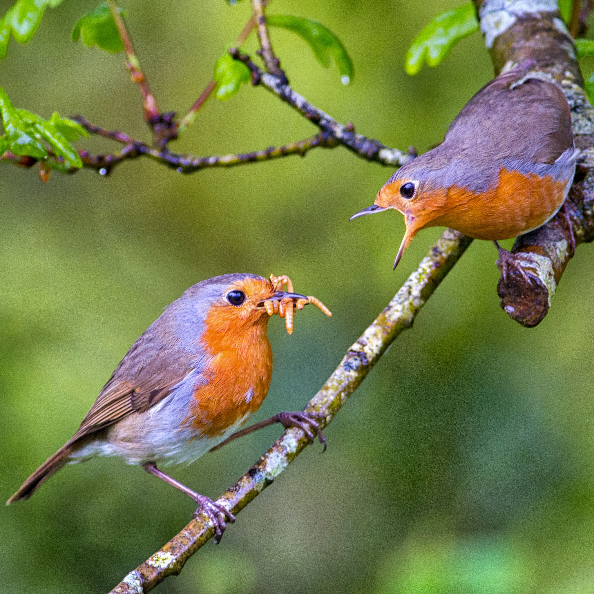 Robin with beak full of live mini mealworms