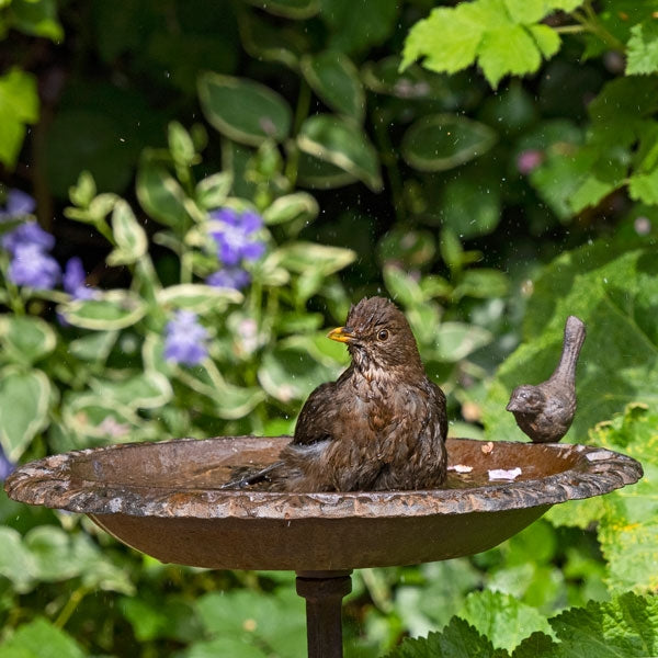 Old Iron Classic Bird Bath; Old Iron Classic Bird Bath; Old Iron Classic Bird Bath; Old Iron Classic Bird Bath