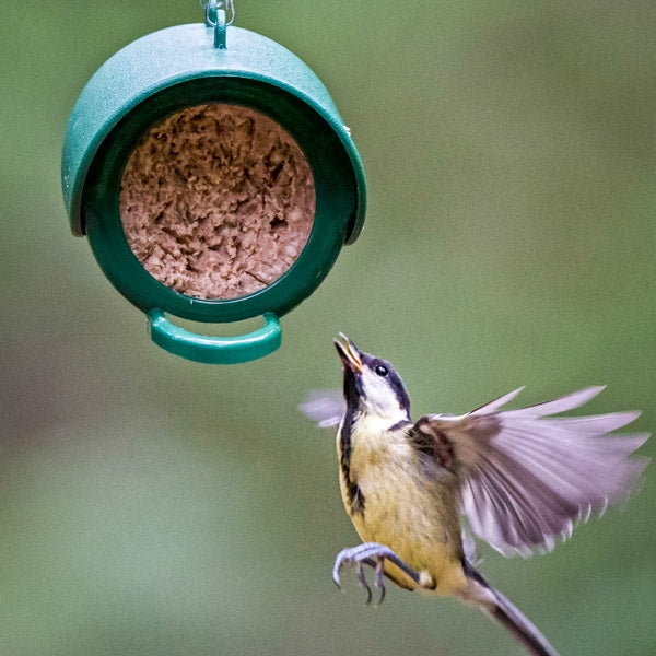 Flutter Butter Buggy; Peanut Butter salt free is ideal for birds; Tits enjoying Flutter Butter Buggy; Flutter Butter Pods in Feeder