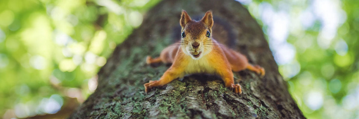Squirrel shinning down a tree