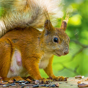 Squirrel Feeder and Food Pack; Squirrel Feeding; Red squirrel food; Grey squirel with monkey nut eating