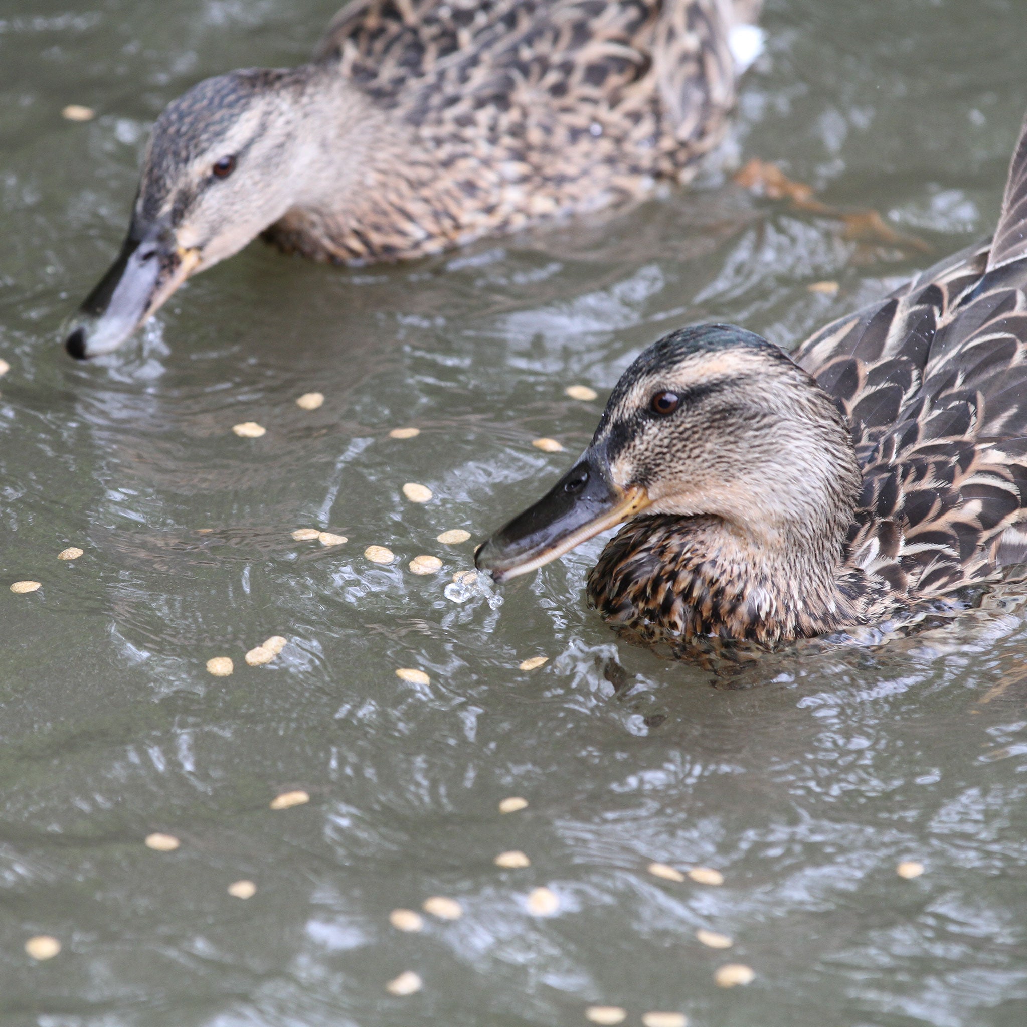 Ducks in pond eating porridge oats on water surface