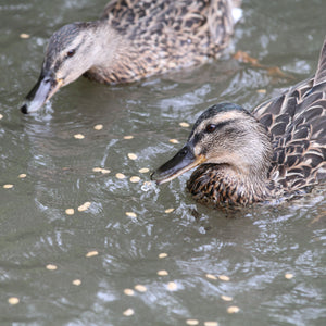 Ducks in pond eating porridge oats on water surface