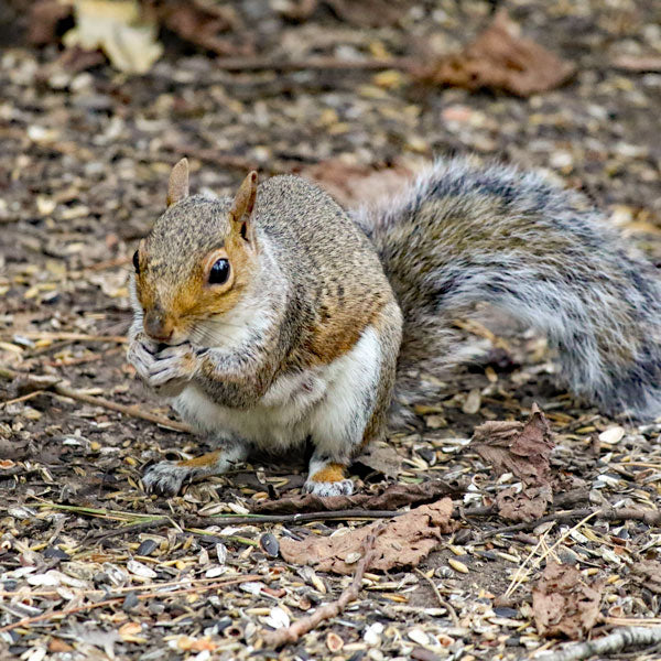 grey squirrel eating sunflower seeds
