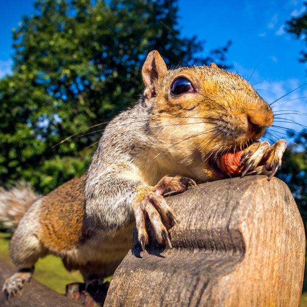 Hazelnut Kernels; Hazelnut Kernels