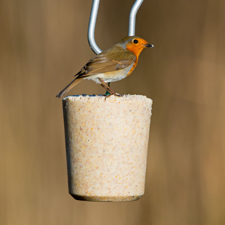 A robin eating a suet tub cake