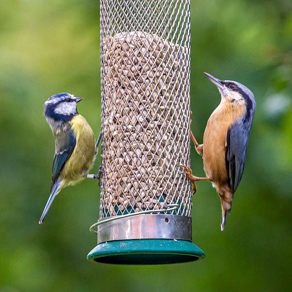 Premium Sunflower Hearts; Premium Sunflower Hearts; Blue Tit sunflower Seeds; Blue tit and nuthatch on sunflower hearts