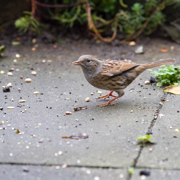 Wild Bird Food; Dunnock clearing the scraps of wild bird food off the floor under a bird table; Jackdaw eating wild bird food from a ground feeder