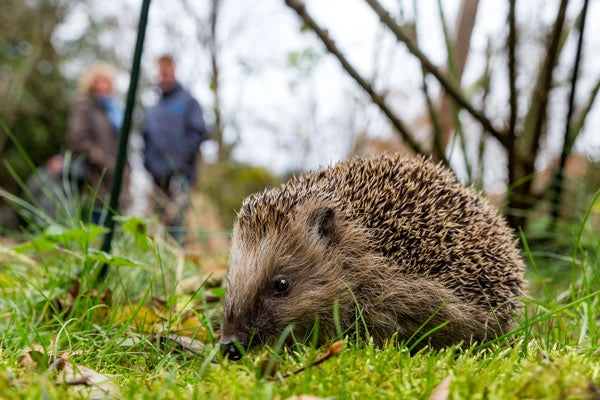 Young hedgehog in the garden