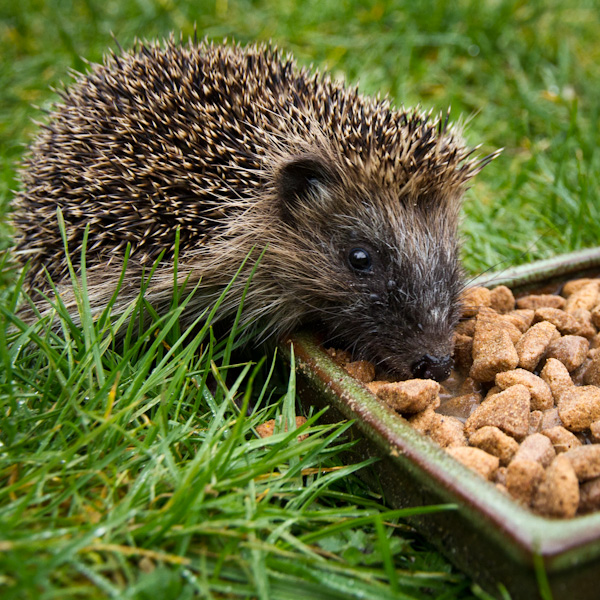Hedgehog Food eating