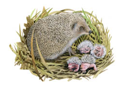 Hedgehog with litter