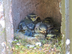 Fledgling Nest Box