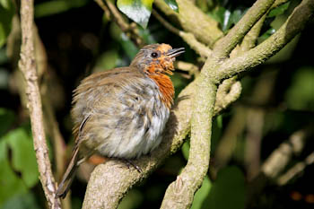 Moulting robins hide in the garden