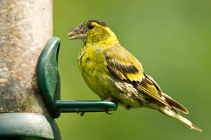 Siskin during the Moult