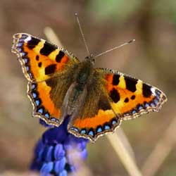 Orange Tip Butterfly