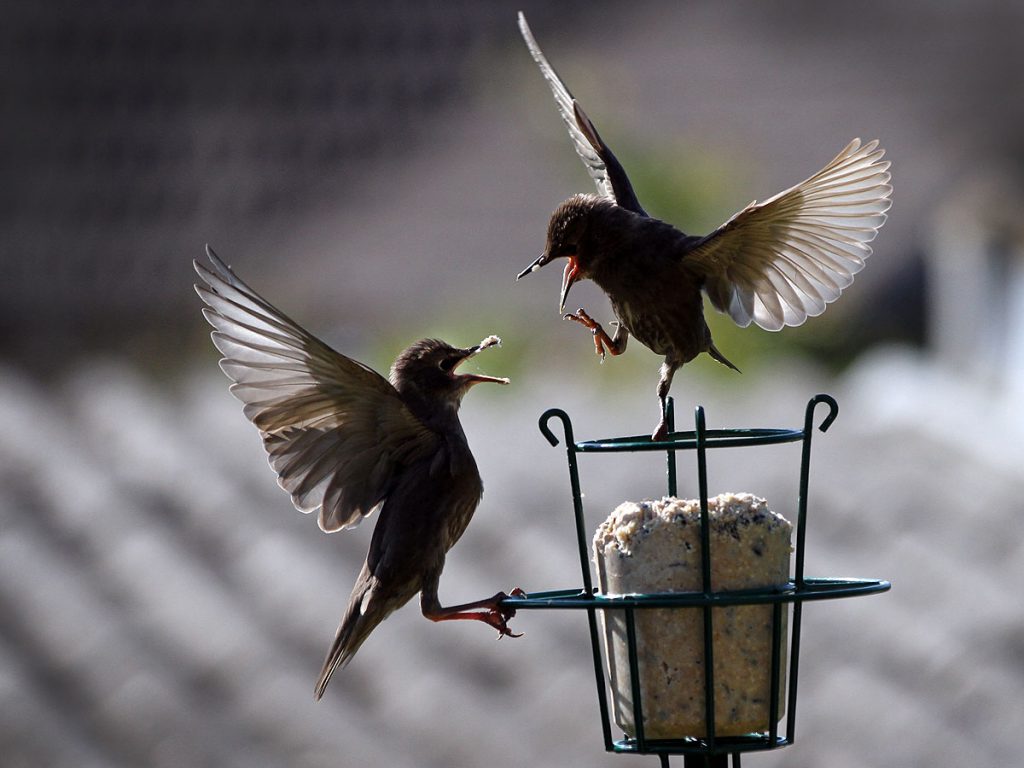 Starlings fight over bird food