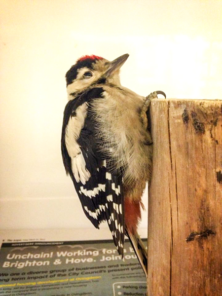 Injured Woodpecker
