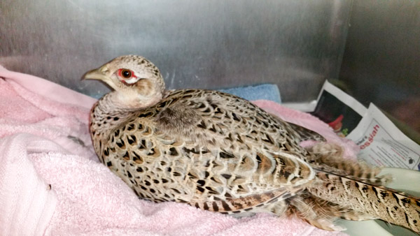 Injured pheasant