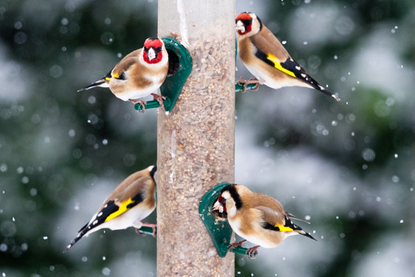Goldfinches like niger seed