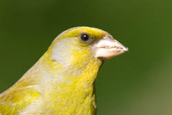 Stout GreenFinch Beak