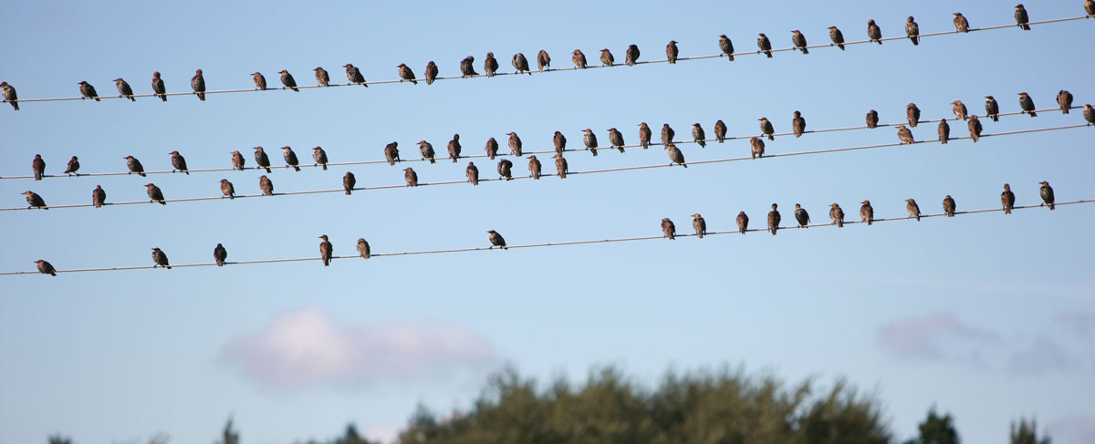 Starling on a telephone line