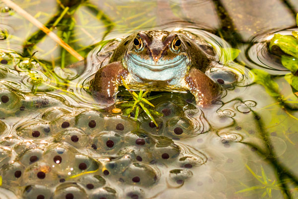 Frog on frogspawn