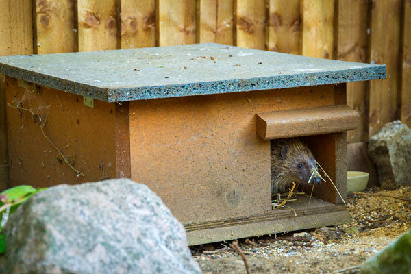 A hedgehog emerging from its house in my garden