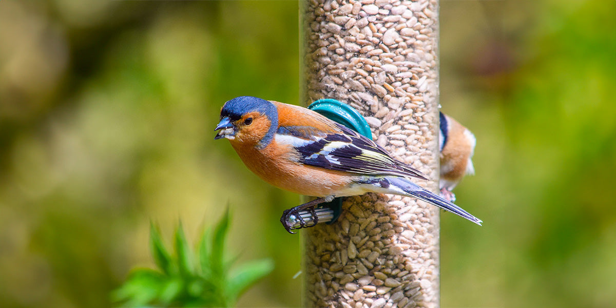 A healthy chaffinch feeding in my garden