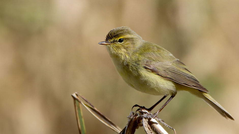 Chiffchaff Identification, Habitat & Food Guide