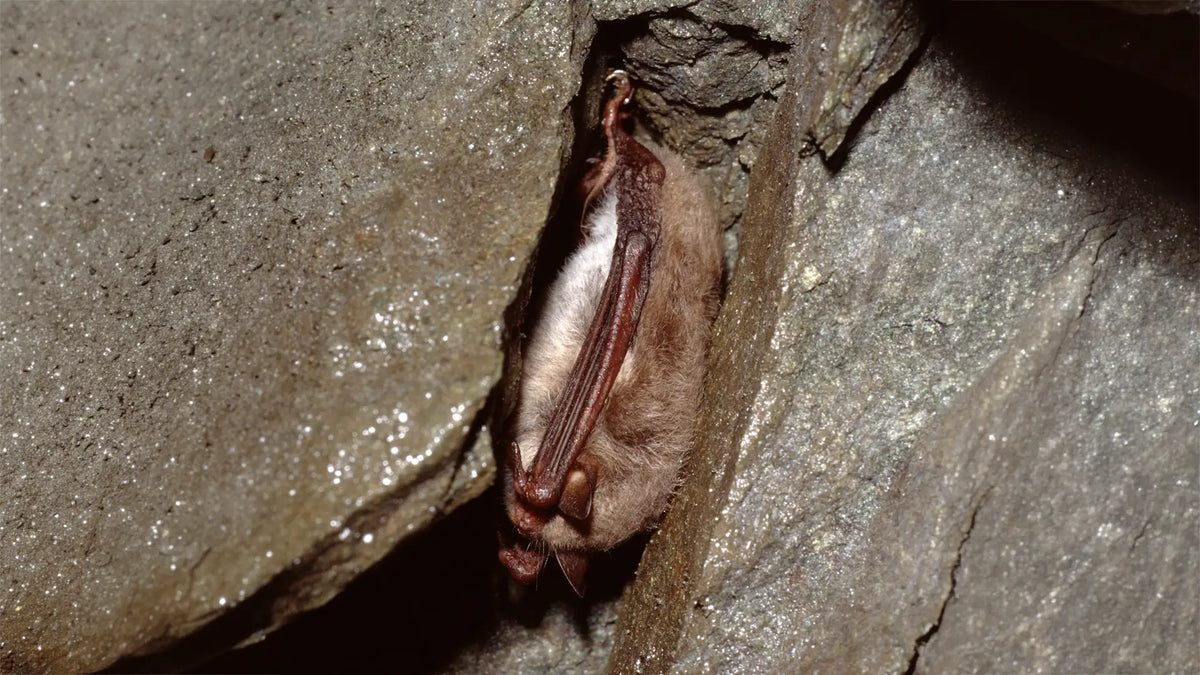 Daubenton’s bat showing pale underside