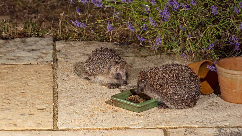 What Do Hedgehogs Eat?