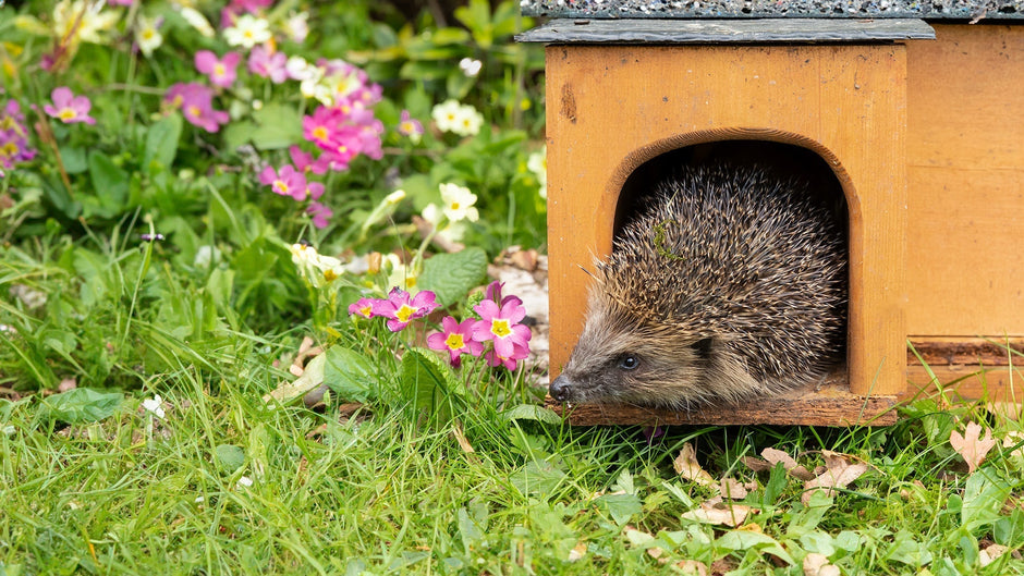hedgehog peeking out of wooden house