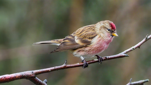 Lesser Redpoll Bird: Identification, Habitat & Food Guide