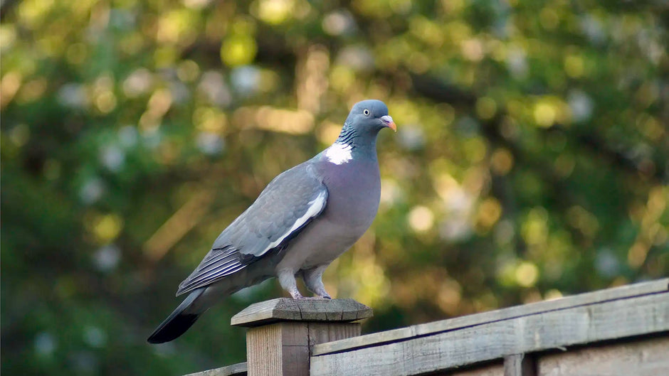 wild pigeon sitting on a wooden garden fence