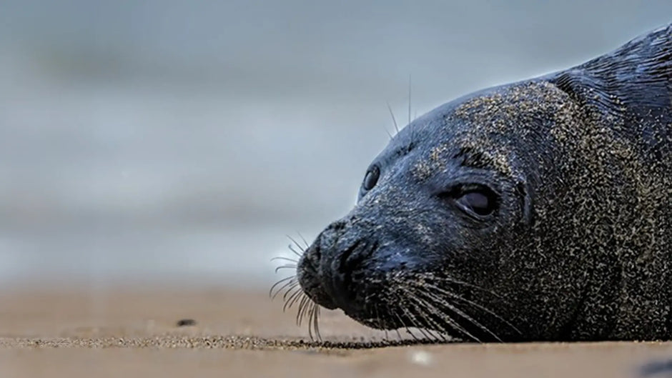 Through the Rain: A Wildlife Photographer’s Day