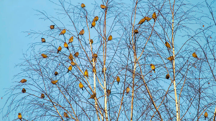 How to attract birds back to my garden