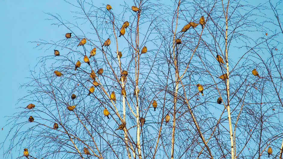 How to attract birds back to my garden