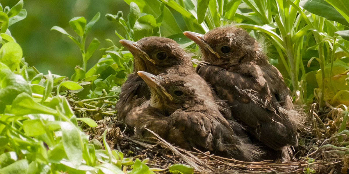 What to Do if You Find a Baby Bird in Your Garden | Ark Wildlife UK