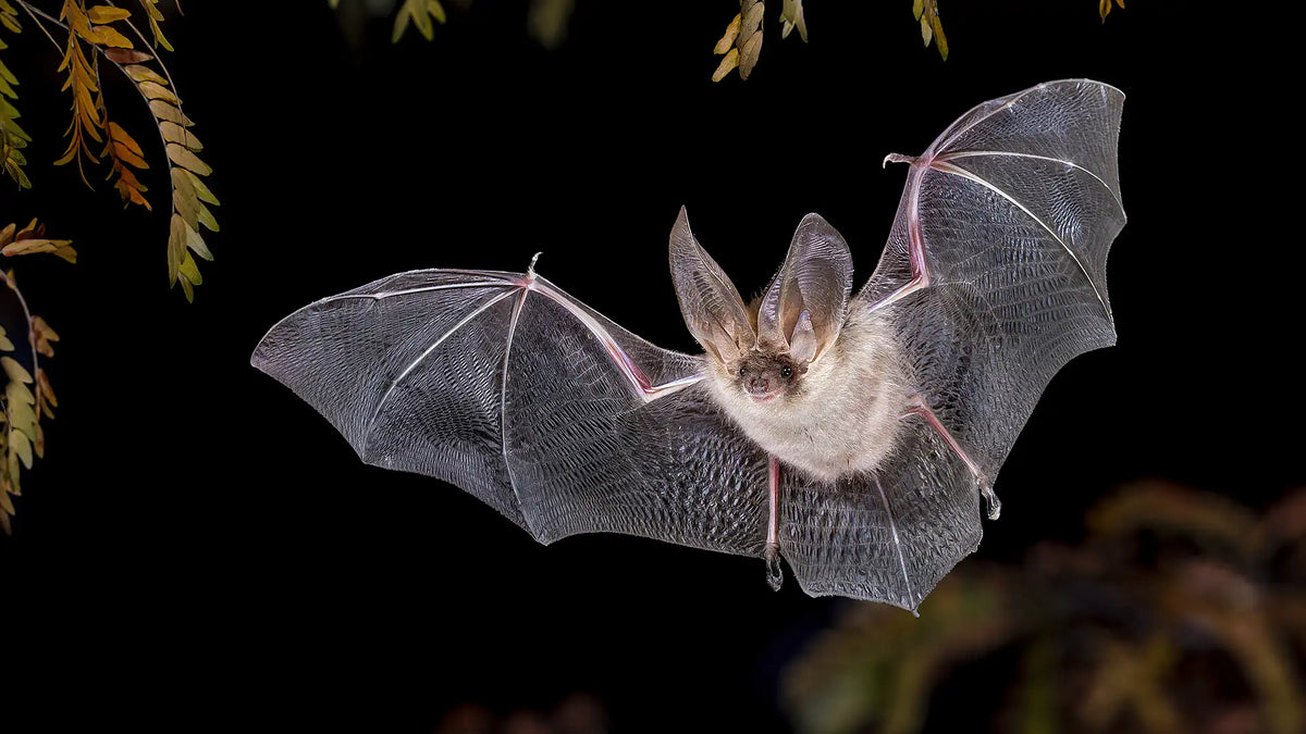 Bats in your garden the full guide UK
