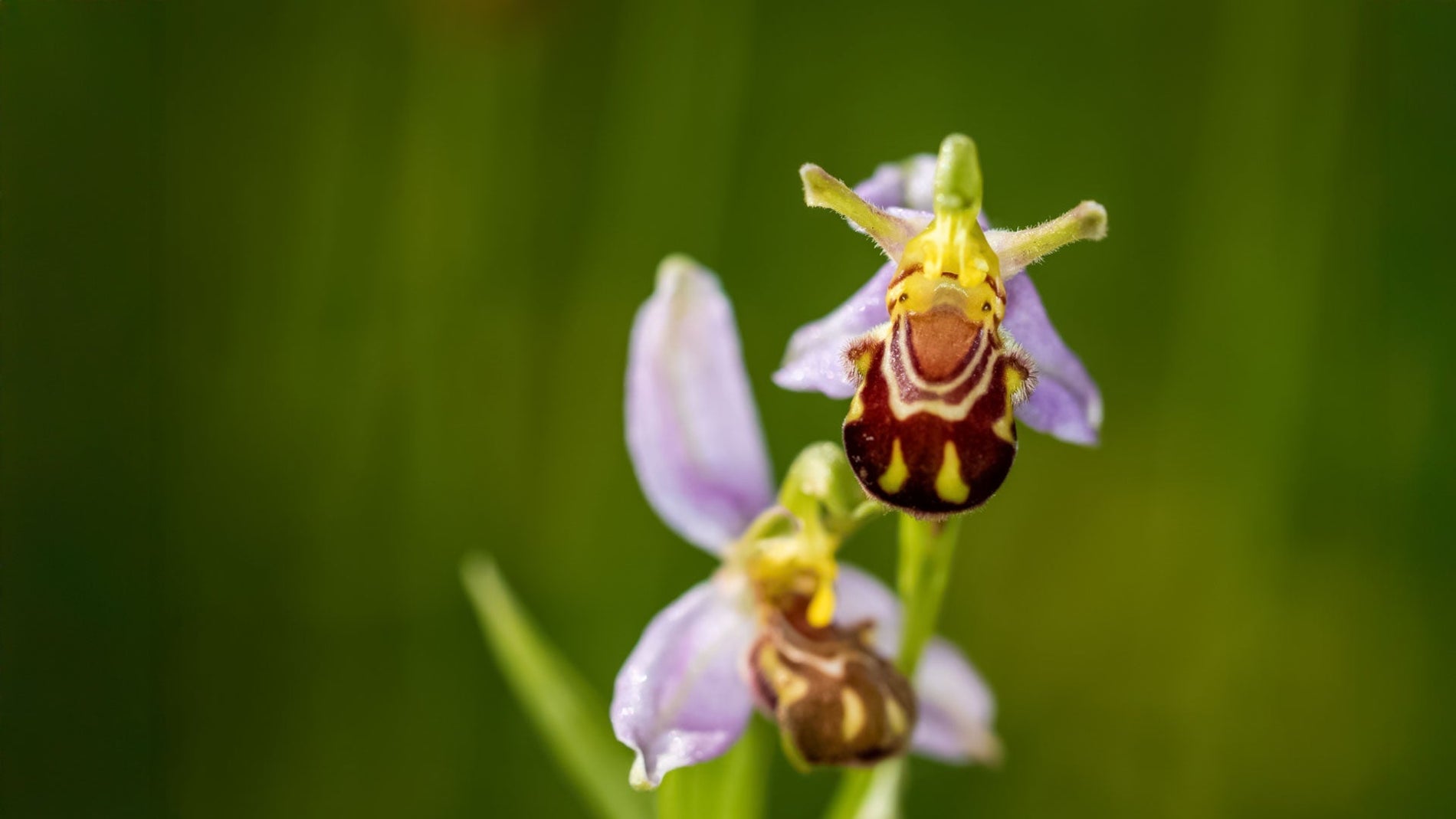 Bee Orchids growing in my garden