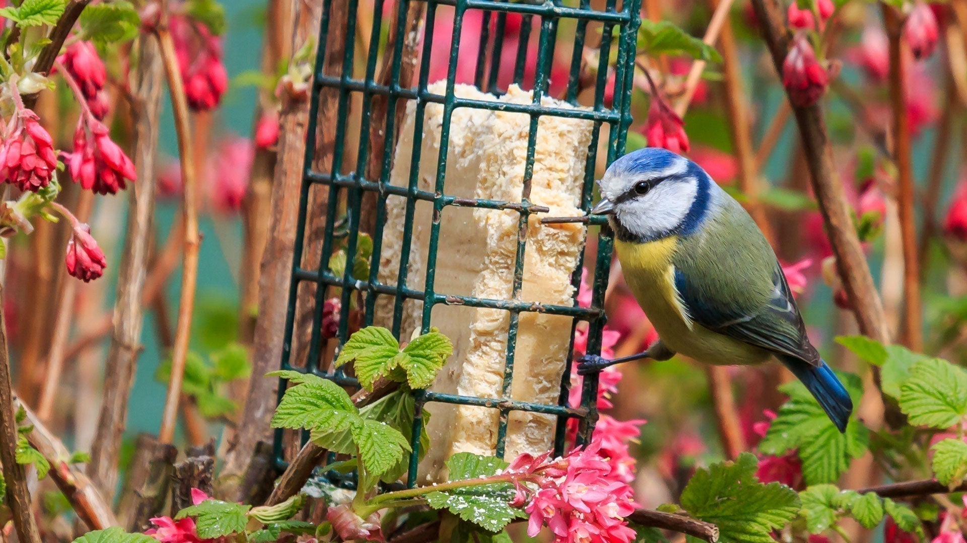 What to Feed Garden Birds in Spring - Spring Feeding Guide