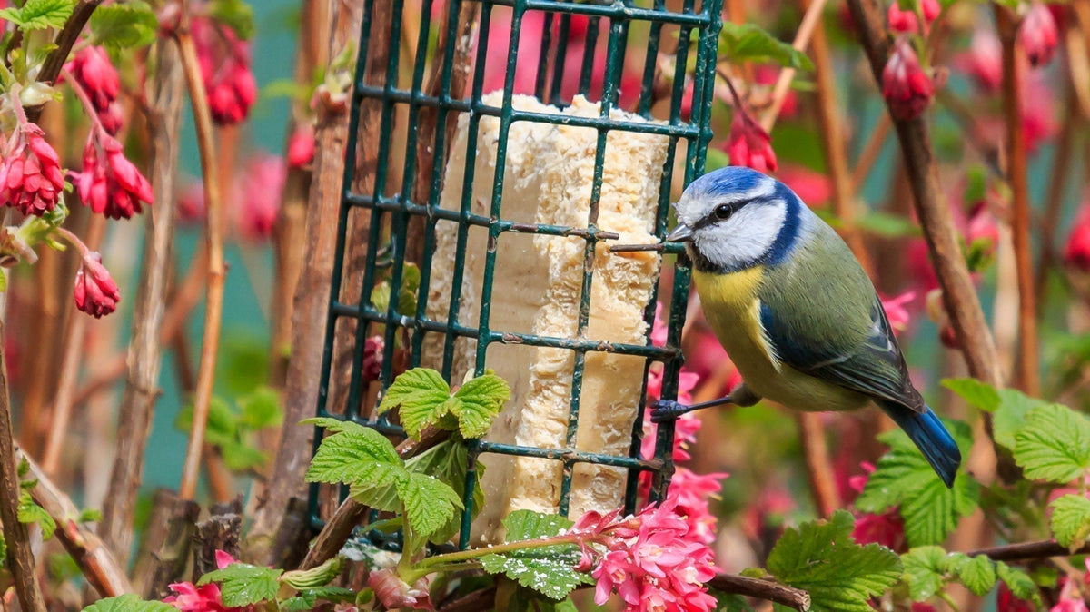 What to Feed Garden Birds in Spring - Spring Feeding Guide