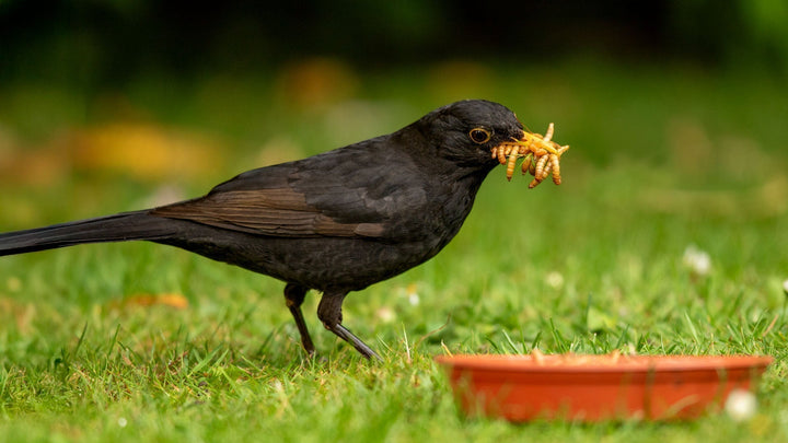 Male blackbird with a beak full of mealworms