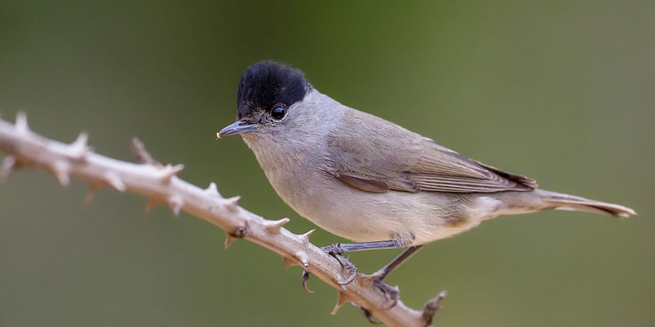 Male blackcap on thorned branch 