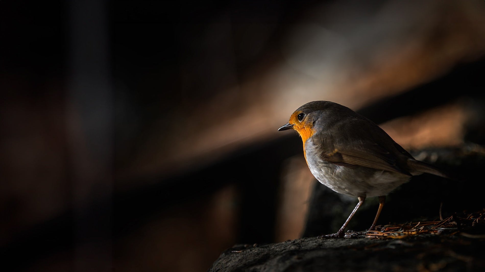 Robin birds are known to sing at night