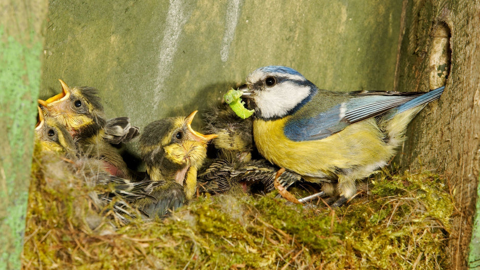 Blue tits being fed insects on the nest