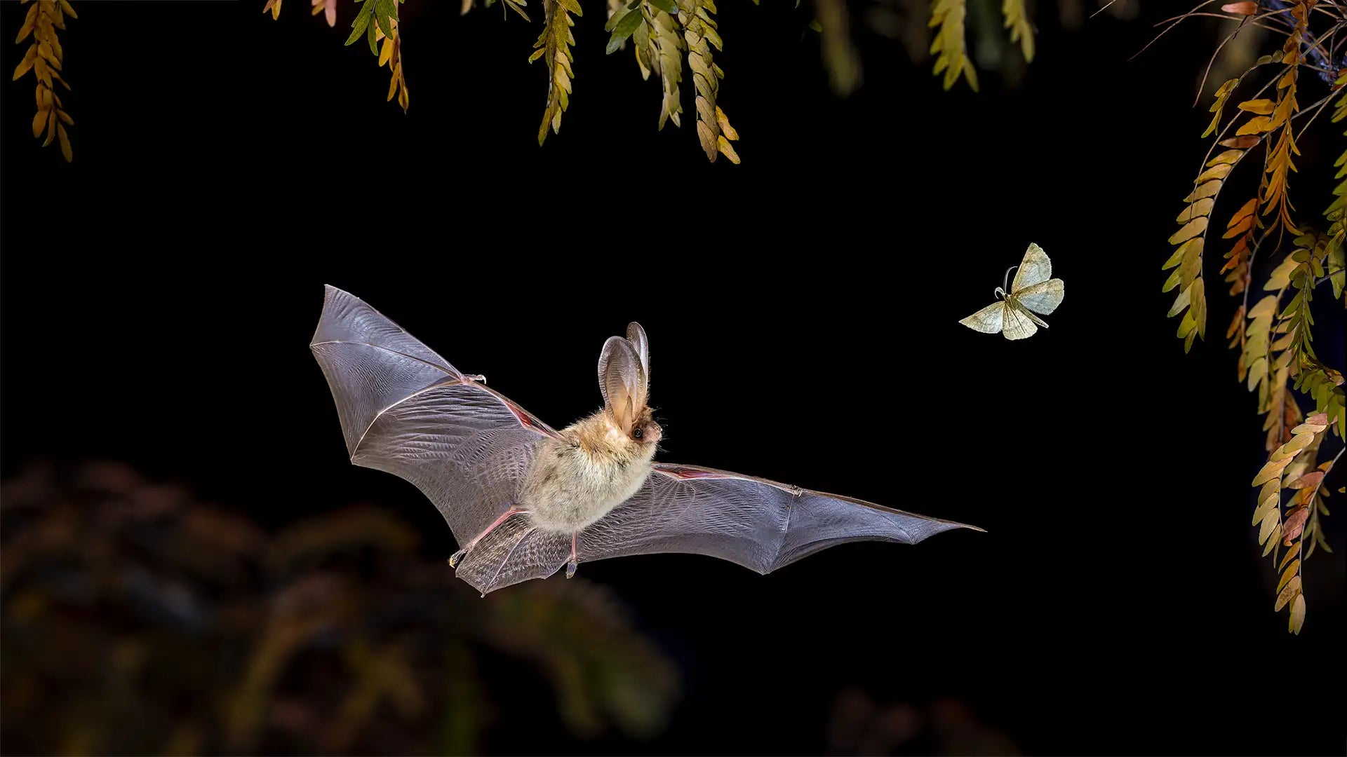 All 18 UK Bat Species: A Guide to British Bats