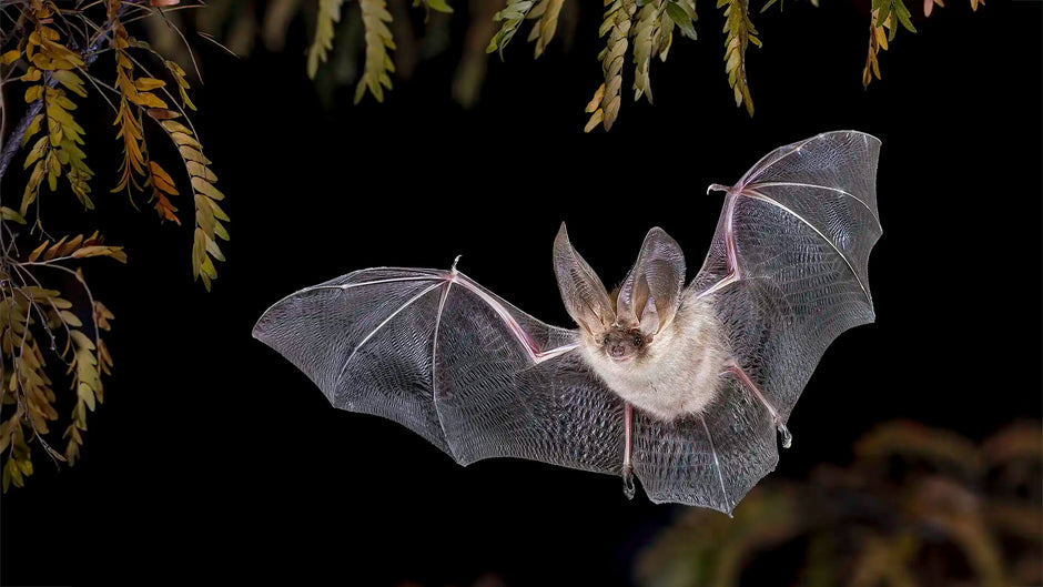 Brown long-eared bat identification guide