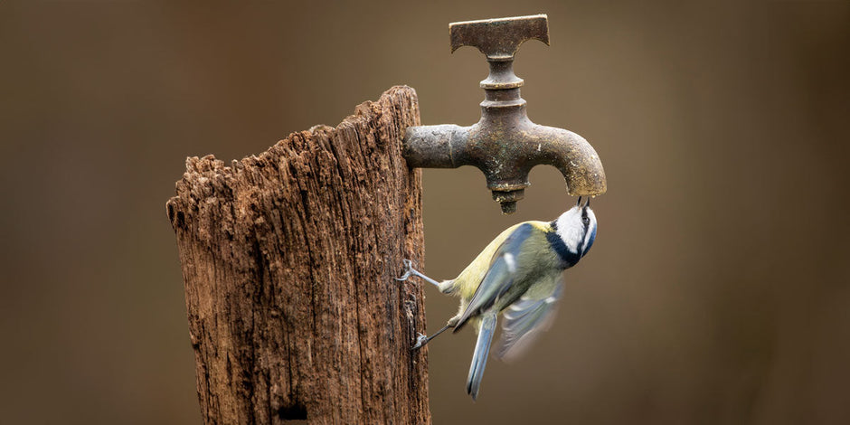 Blue tit drinking tap water